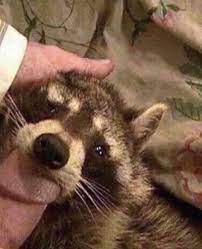 Racoon sucking dick ❤️ Best adult photos at hentainudes.com