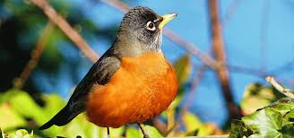 Offer robins what they need and they'll stick around | Oregon State  University