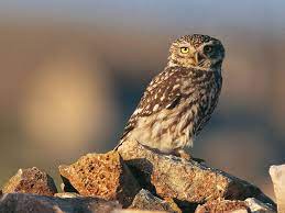 We did not find results for: 14e Nuit De La Chouette Tout Sur La Nature La Nuit