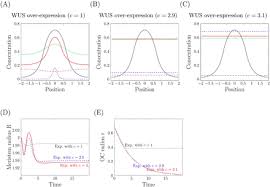 So, how does this work? Mathematical Modeling Of Plant Cell Fate Transitions Controlled By Hormonal Signals Biorxiv