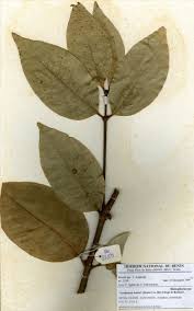 Image result for Belonophora coffeoides