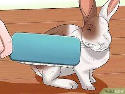 White, red, black, blue, and broken. 3 Ways To Care For New Zealand Rabbits Wikihow