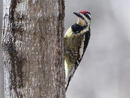 Any of a genus (sphyrapicus) of american woodpeckers that often drill holes in trees for the sap and the insects the sap attracts … english world dictionary. The Yellow Bellied Sapsucker And Wet Weather Bird Feeding Help The Wood Thrush Shop