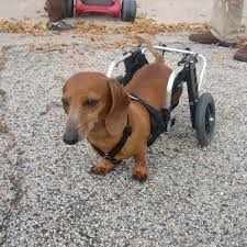 Ellie Mini Dachshund Rear Support Dog Wheelchair Wheelchairs For Dogs Dog Wheelchair Mini Dachshund Dachshund