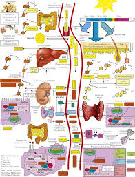 The journal of steroid biochemistry and consequently, numerous agencies and scientific organizations have developed recommendations for vitamin d supplementation and guidance on optimal serum 25(oh)d to. Vitamin D For Health A Global Perspective Mayo Clinic Proceedings