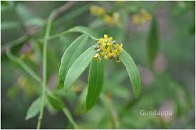 Image result for Secamone punctulata