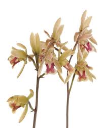 Image result for Oeceoclades quadriloba