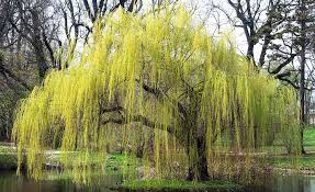 Image result for Salix babylonica