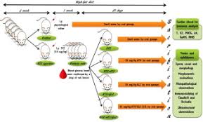 The db/db mice were divided into 5 groups: Gliclazide Alone Or In Combination With Atorvastatin Ameliorated Reproductive Damage In Streptozotocin Induced Type 2 Diabetic Male Rats Sciencedirect