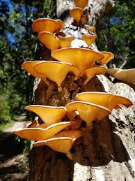 Image result for Mystacidium tanganyikense