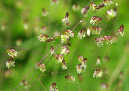 Maybe you would like to learn more about one of these? Wildflower Gallery Grow Wild