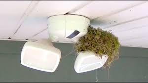 Do it yourself bird control don't be this stupid. Homemade Bird Control Spikes Nest Building Deterrent Youtube
