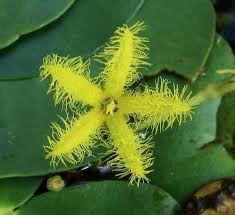 Image result for Nymphoides thunbergiana