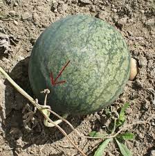 There's a definite art to picking the very best watermelons. Harvesting Watermelons When Is Watermelon Ready To Pick Updated