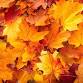 Fall Fest