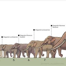 Image result for Steganotaenia hockii