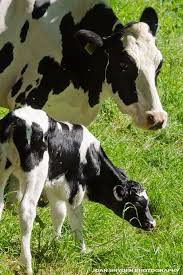 Brynwood Needleworks Happy March Everybody Cow Calf Cow Cute Cows