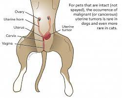 I've had a lot of dogs stop eating because of gastrointestinal tumors, so. Uterine Tumors Vca Animal Hospital