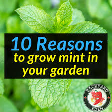 I understand why you would want to get rid of them in the home. 10 Reasons To Grow Mint In Your Garden Backyard Eden