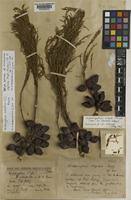 Image result for Widdringtonia whytei