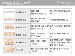 上皮組織の分類｜かずひろ先生（黒澤一弘｜解剖学）