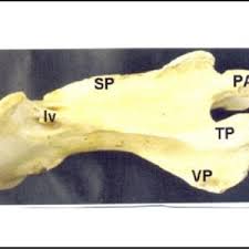 Today, there are many calculators for converting one value to another and vice versa. Pdf Morphometry Of Cervical Vertebrae Of Camel Camelus Dromedarius