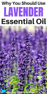 Why You Should Use Lavender Essential Oil The Organic Goat Lady Lavender Oil Benefits Lavender Benefits Lavender Oil For Skin