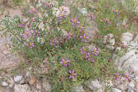 Image result for Fagonia