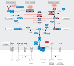 Image result for Complement Pathway