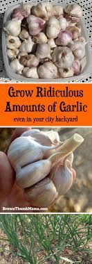 How To Plant Grow Garlic Growing Vegetables Growing Garlic Growing Food