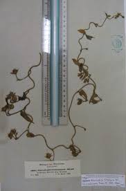 Image result for Ipomoea tenuirostris