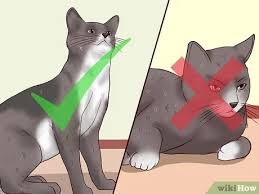 Make sure not to use human baby wipes as they can be irritating to a cat's you may feel a little silly wiping your cat's tushie but in the long run you are not only helping him, you are also doing yourself a favor by preventing poop. 5 Ways To Clean Your Cat When He Can T Do It Himself Wikihow
