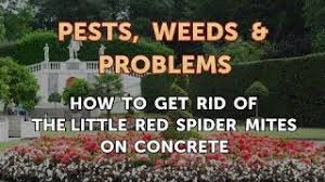 Check spelling or type a new query. How To Get Rid Of The Little Red Spider Mites On Concrete Youtube