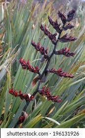 New Zealand Flax Hd Stock Images Shutterstock