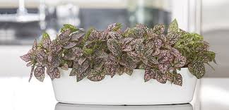 Image result for Hypoestes
