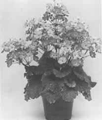 Image result for Primula 1982 Fleet