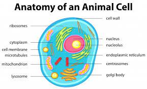 We did not find results for: Animal Cell Images Free Vectors Stock Photos Psd