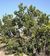 Image result for Acokanthera schimperi