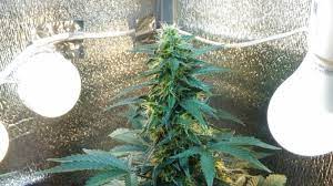 Maybe you would like to learn more about one of these? 11 13 Flowering Light Cycle Can It Improve Your Grow Weed Kb