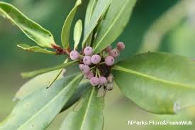 Image result for Rapanea