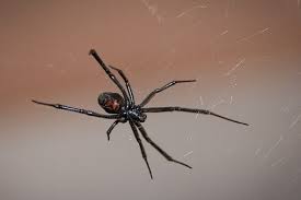 Diferente de muitas outras aranhas ela escada vidro com facilidade. Acidentes Com Aranhas Araneismo Observaped