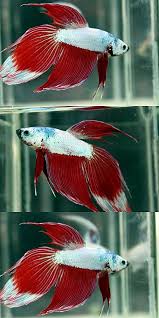 Fancy Dragon Veiltail Betta Fish Tank Betta Fish Betta