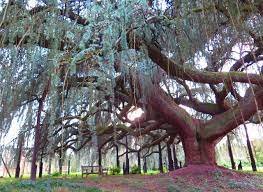 Grâce à son cèdre primé, l'arboretum de Châtenay-Malabry fait le plein - Le  Parisien