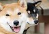Shiba Inu - Wikipedia