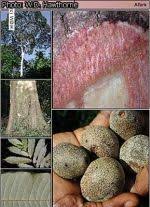 Image result for Parinari excelsa