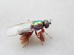 Image result for Polystachya pamelae