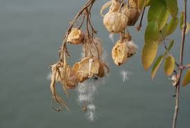 Image result for Kanahia laniflora