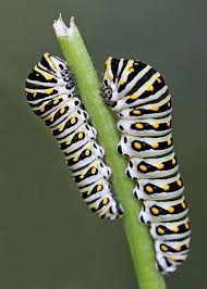Big Black Caterpillar With Orange Stripes Pair Of Black Swallowtail Caterpillars On Fennel Stalk Butterfly Species Swallowtail Bugs And Insects