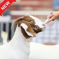 Maybe you would like to learn more about one of these? Halters Collars Sullivan Supply Inc