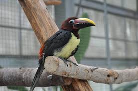 Toucan Discover Animals